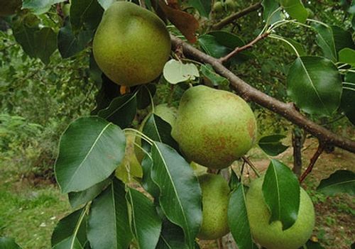 Anjou Pears (Fresh)